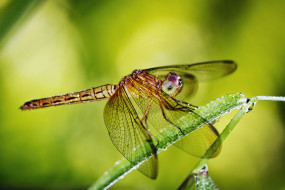      1920x1280 , , dragonfly, , , 