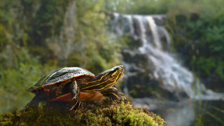      1920x1080 , , , , painted, turtle