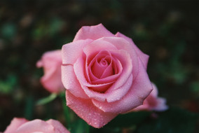      1840x1232 , , rose