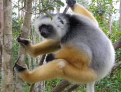 lemur, , , diademed-lemur