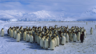 emperor, penguin, colon, antarctica, , 