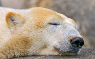      1920x1200 , , sleeping, polar, bear, , , 