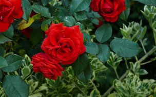 Rosa Kanegem     1920x1200 rosa, kanegem, , , , , 