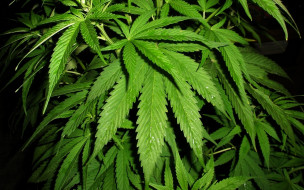 Cannabis     1920x1200 cannabis, , , 