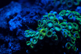 zoa coral, zoanthid     5184x3456 zoa, coral, zoanthid, , , , , 