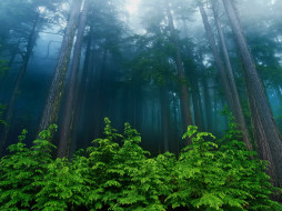Beautiful Forest     1920x1440 beautiful, forest, , , , 