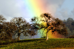 rainbow, oak, , , , 