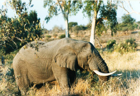      1746x1205 , , elephant