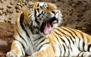 Bengal Tiger     2560x1600 bengal, tiger, , , , , 