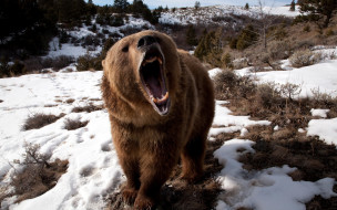 Angry Grizzly Bear     2560x1600 angry, grizzly, bear, , , , , , , 