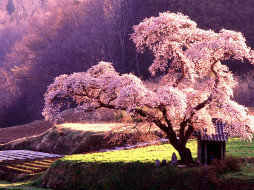 Beautiful Japanese Maple     1920x1440 beautiful, japanese, maple, , , , , , 