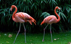 Pink Flamingos     2560x1600 pink, flamingos, , , , , 