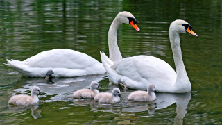 Swan Family     2560x1440 swan, family, , , , , , 