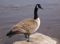 canadian goose     2048x1536 canadian, goose, , , , 