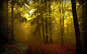 Forest     1920x1200 forest, , , , 