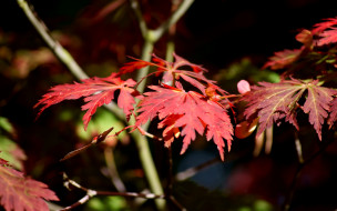 Japanese Maple in Sun     2560x1600 japanese, maple, in, sun, , , , 