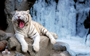 Yawning tiger     1920x1200 yawning, tiger, , , , , 