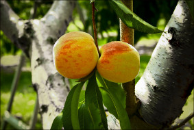 природа, плоды, персики