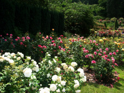      2560x1920 , , , portland, s, international, rose, gardens