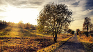 morning autumn country road     1920x1080 morning, autumn, country, road, , , , , 
