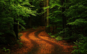 Path in The Forest     2560x1600 path, in, the, forest, , , , , 