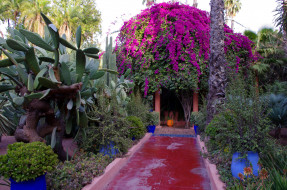 Morocco  Marrakech  Jardin Majorelle     2650x1760 morocco, marrakech, jardin, majorelle, , , , 