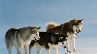 Siberian Huskies     1920x1080 siberian, huskies, , , , 