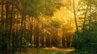 light through the forest     1920x1080 light, through, the, forest, , , , , 