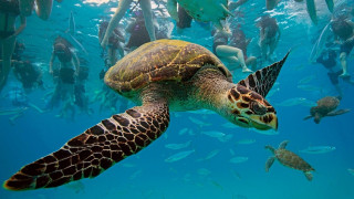 turtle, travelling, underwater, , , , , 