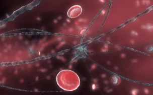 Neuron and red blood cells     1920x1200 neuron, and, red, blood, cells, 3, , abstract, , , , , 