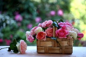  обои для рабочего стола 5616x3744 цветы, розы, корзинка, лукошко, y, elena, di, guardo