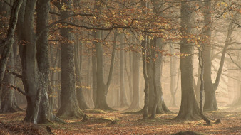 Forest     1920x1080 forest, , , , 