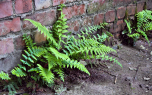 Fern on the wall     1920x1200 fern, on, the, wall, , , , 