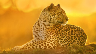     660026 (a):MariJane :1920x1080