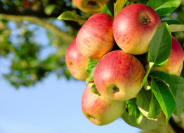 Apples     7133x5184 apples, , , , , , 