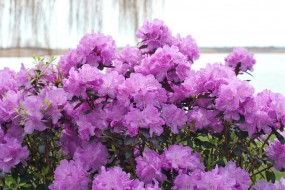 , , , rhododendron