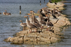 , , geese, ducks, lake, water, rocks, birds