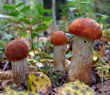 природа, грибы, листва