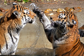 Two Tigers     2048x1363 two, tigers, , , 