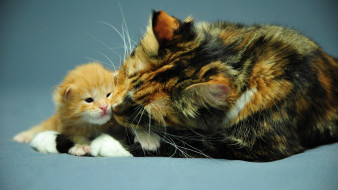 little ginger & cat mother     1920x1080 little, ginger, cat, mother, , , , , 