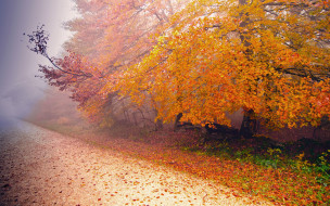 Autumn     1920x1200 autumn, , , , , , 