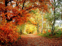 природа, дороги, дорога, желтые, листья, деревья