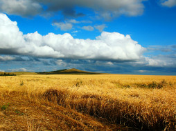 песня, жаворонка, природа, поля, кокшетау, небо, пшеница, сентябрь, поле, осень, пейзаж