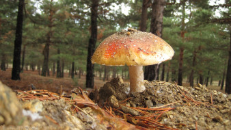 Mushroom     2560x1440 mushroom, , , , , 