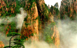 MOUNTAIN PLANTS in FOG     1920x1200 mountain, plants, in, fog, , , , , 