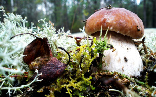 Mushroom     1920x1200 mushroom, , , , , , , , 