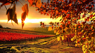 VINEYARD in AUTUMN     1920x1080 vineyard, in, autumn, , , , 