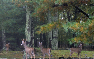      1680x1050 , , color, fall, deer