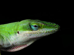 Lizard     2560x1920 lizard, , , , , , , , 