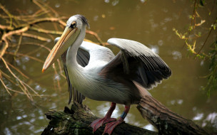 , , pelican, , 